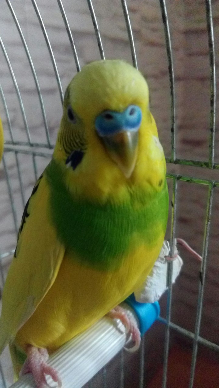 Khesha