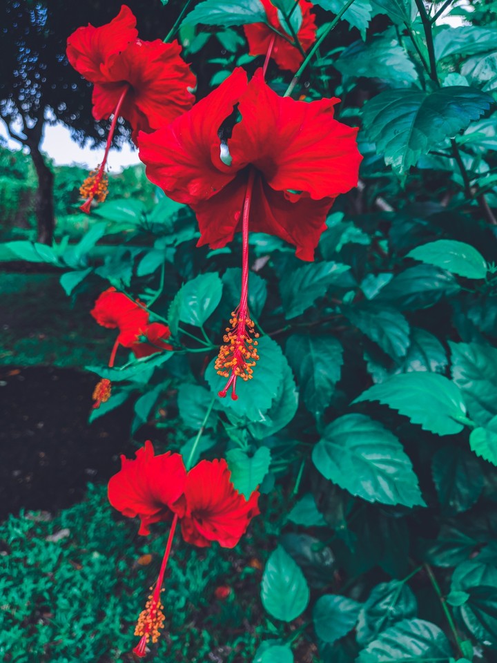 Flower