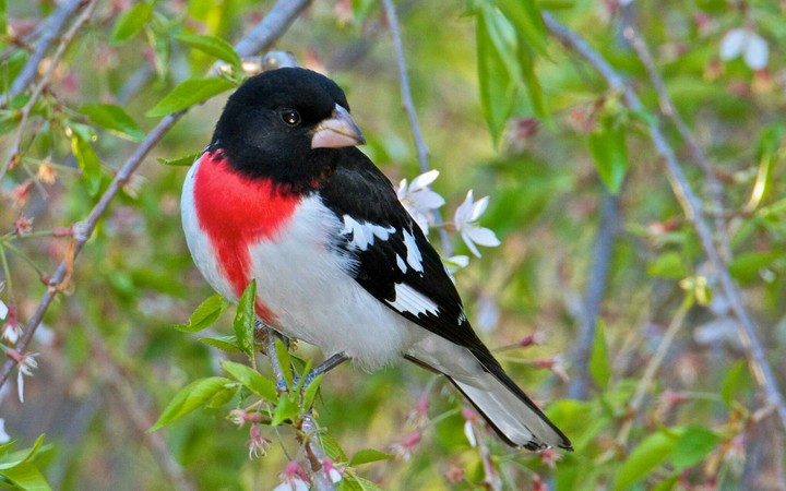 Cutu....Bird
