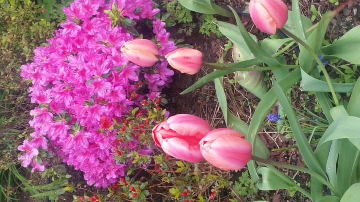 Azaleas 2017