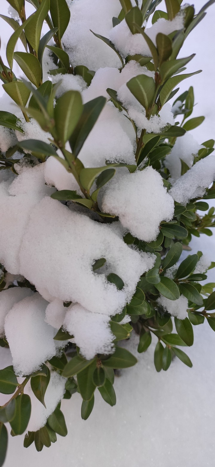 Boxwood