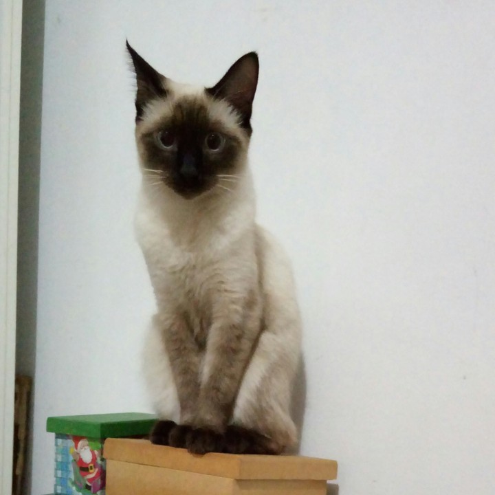 cat