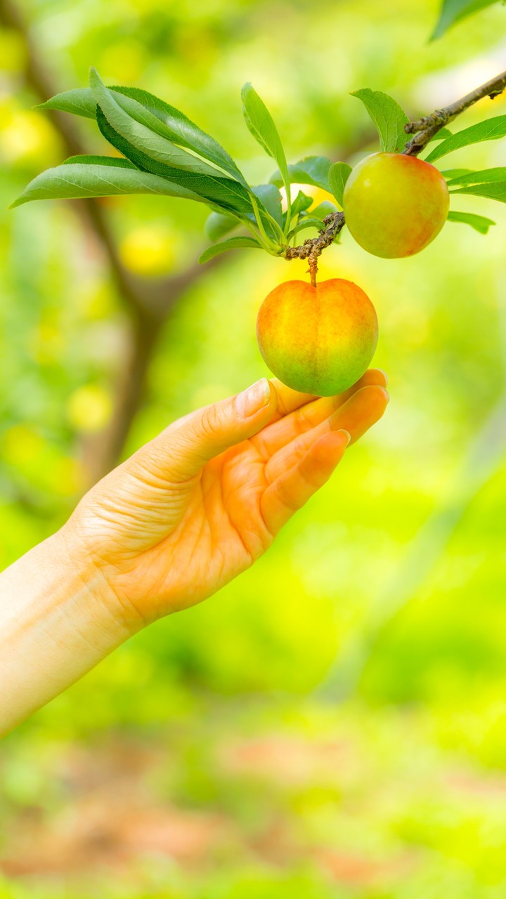 Fresh Apple