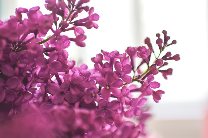 Lilac