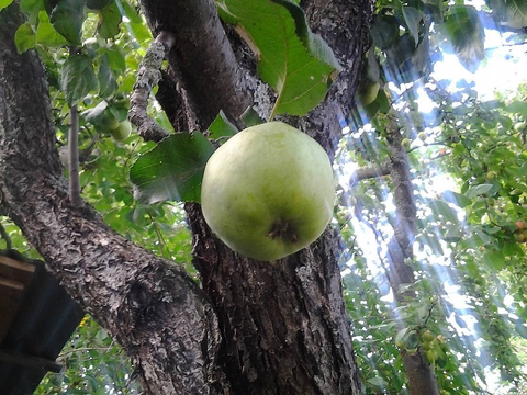 Apple