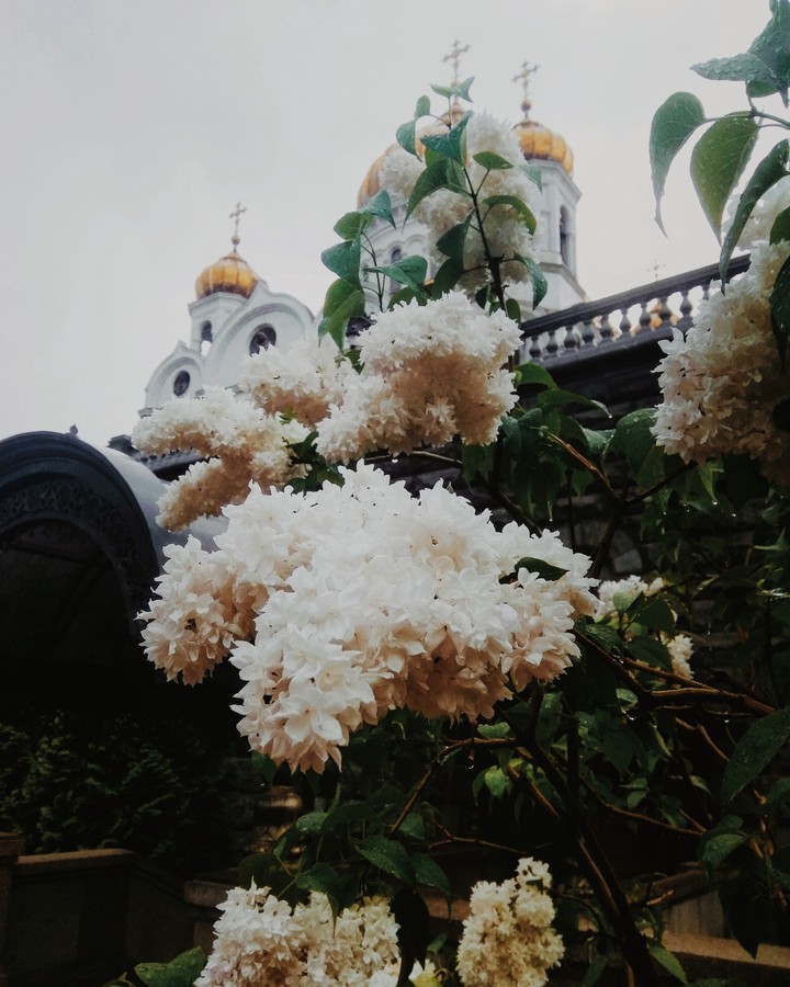 сирень у храма