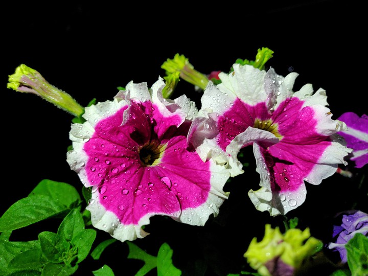 Pretty Petunia?!!