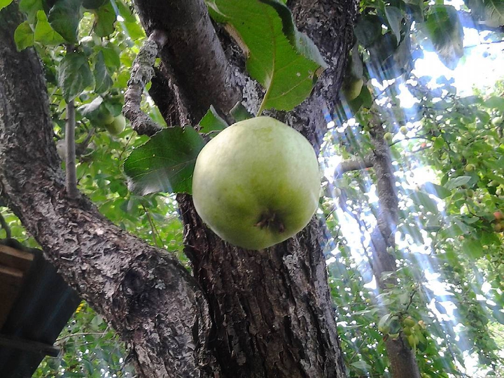 Apple