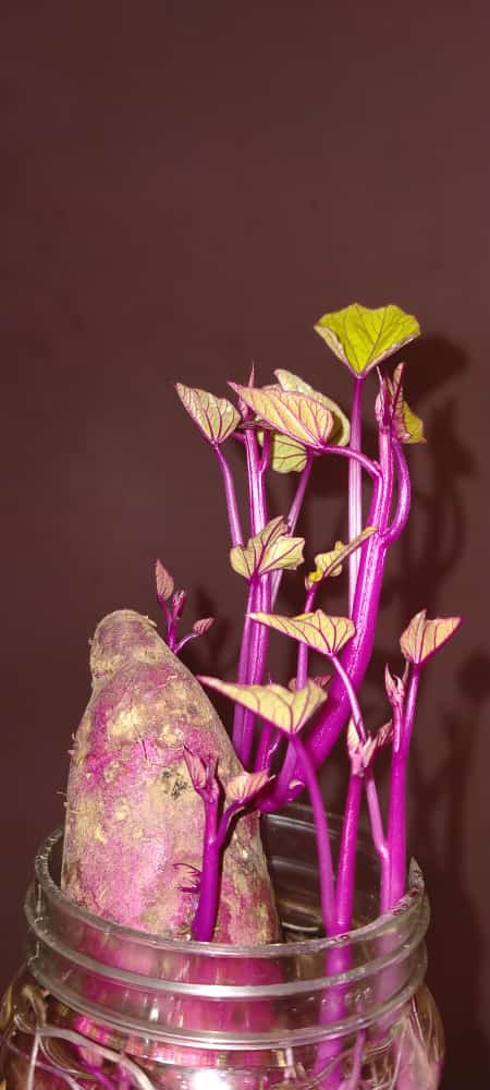 organic farming ?