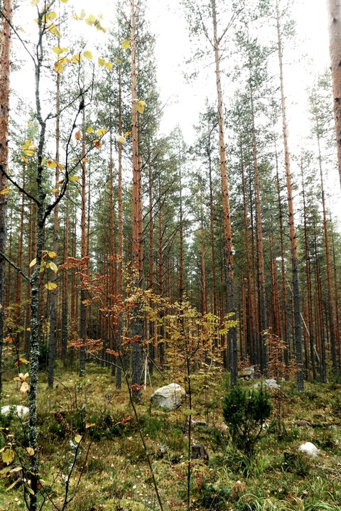 Finnish forest