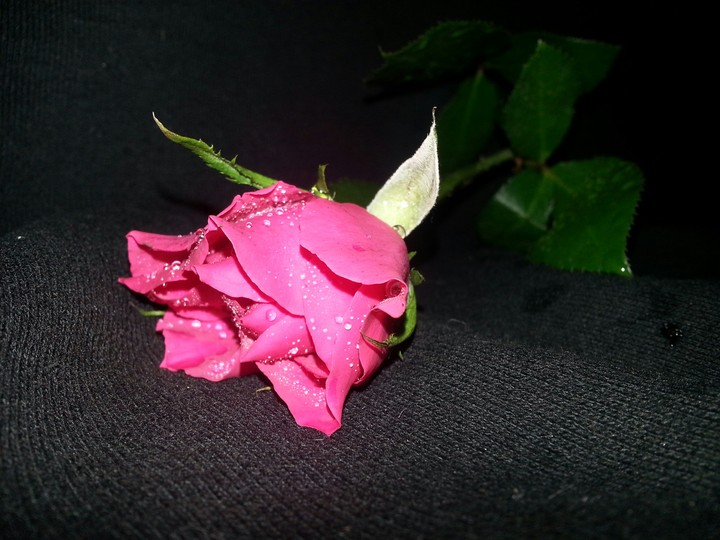 róża 2