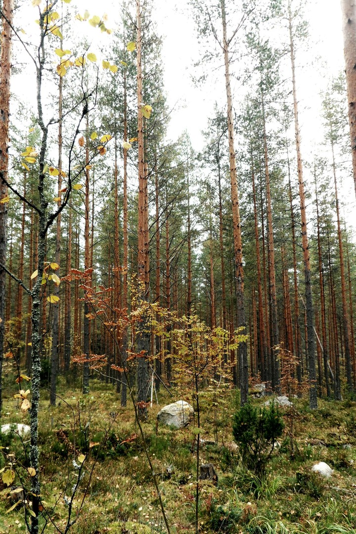 Finnish forest