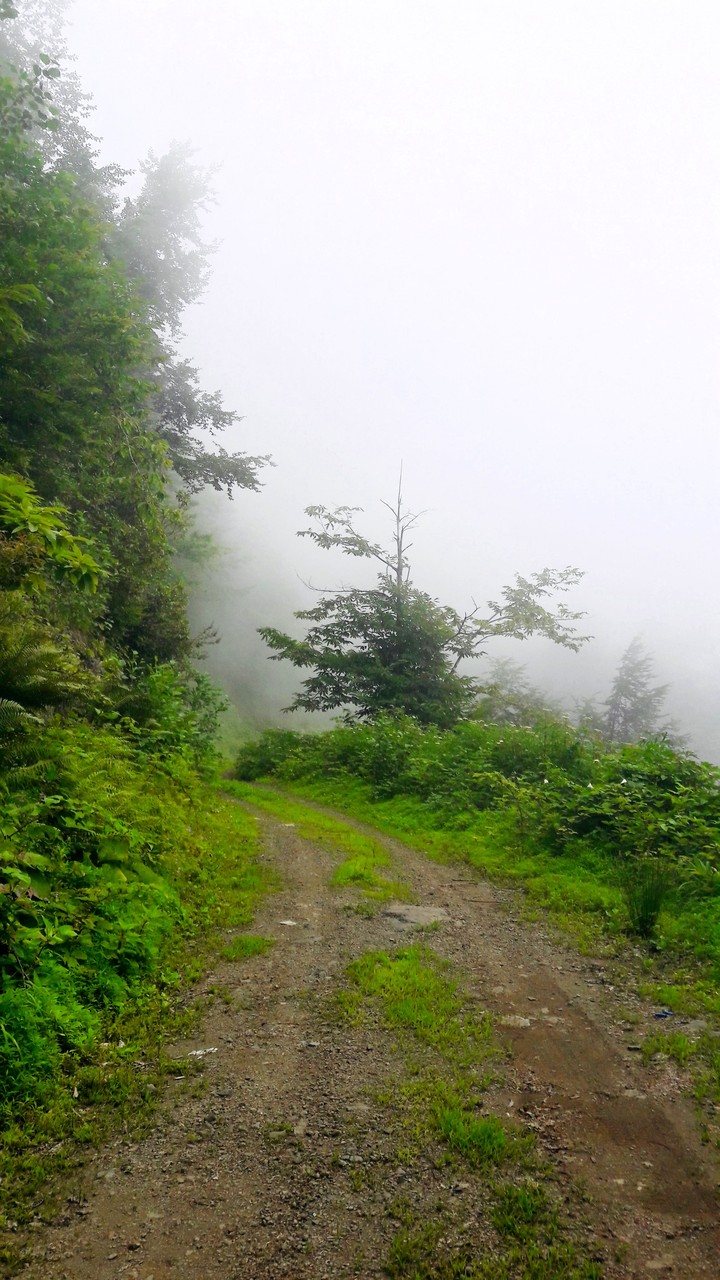 Wonderful Forest...