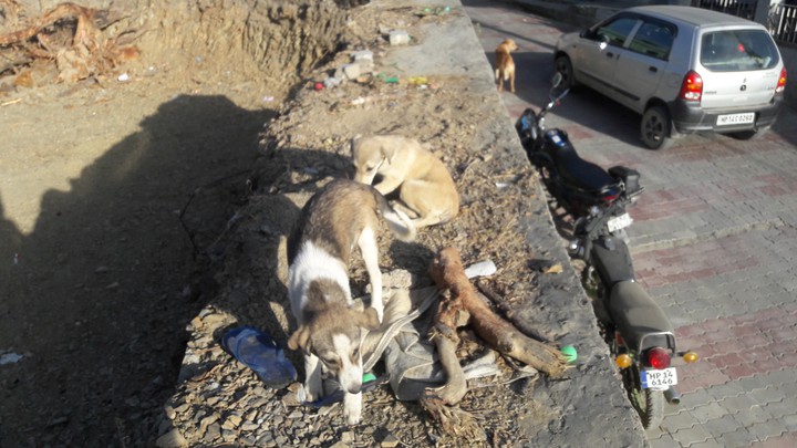 Street Dogs