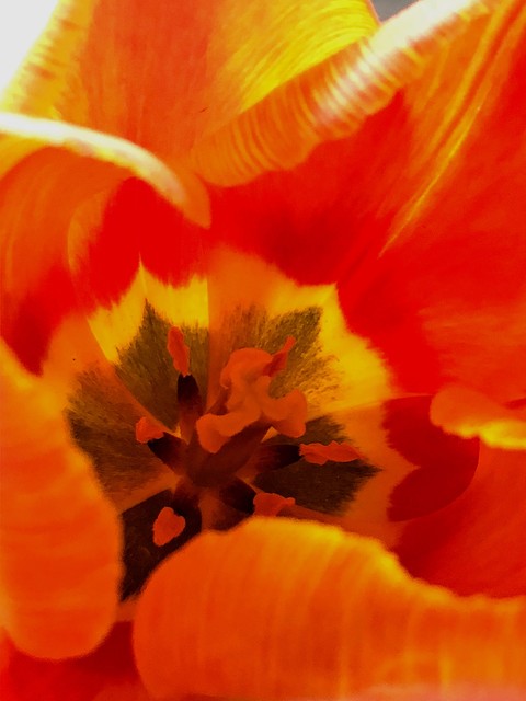 tulip