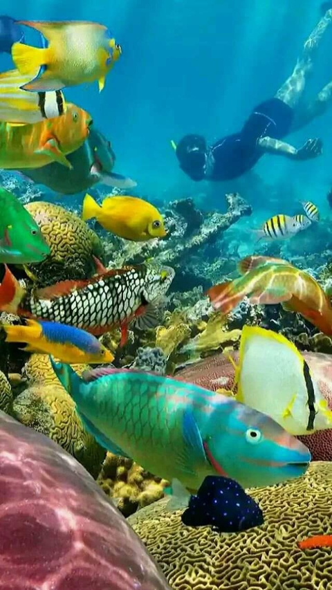nature, blue duvar kağıtları