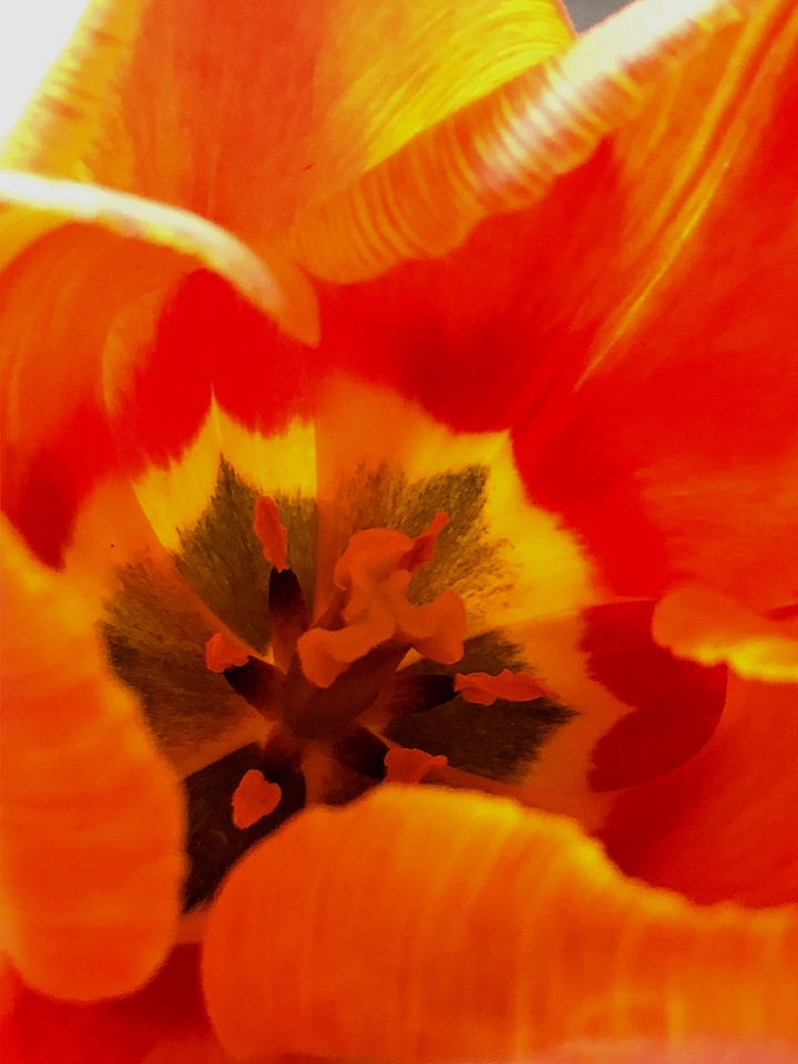 tulip