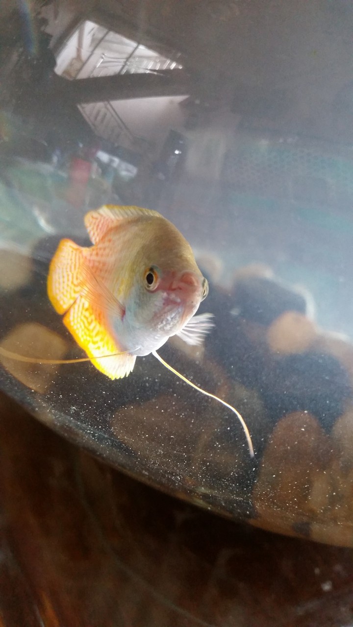 cacanh