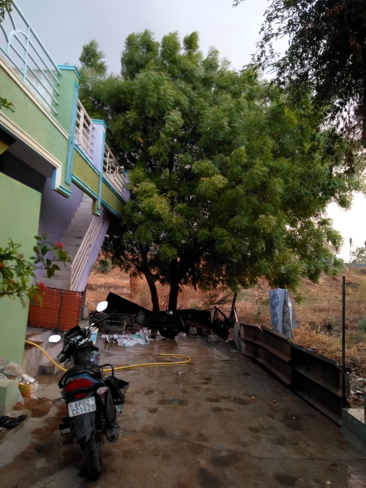 Neem Tree after rain