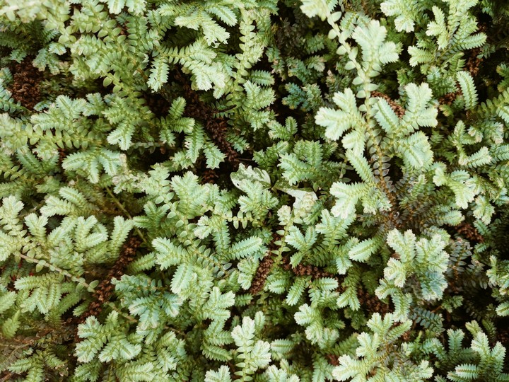 shrub