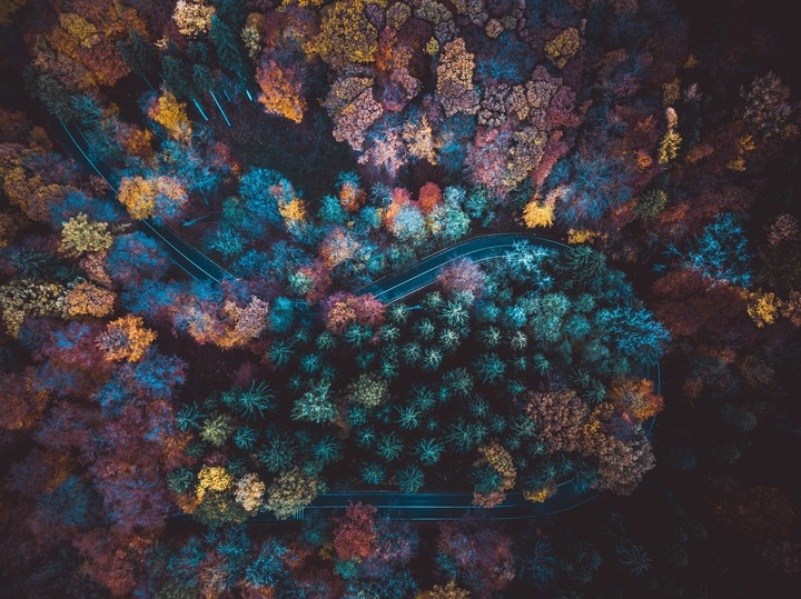 Rainbow forest