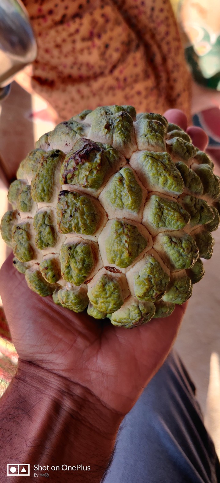 Custard Apple