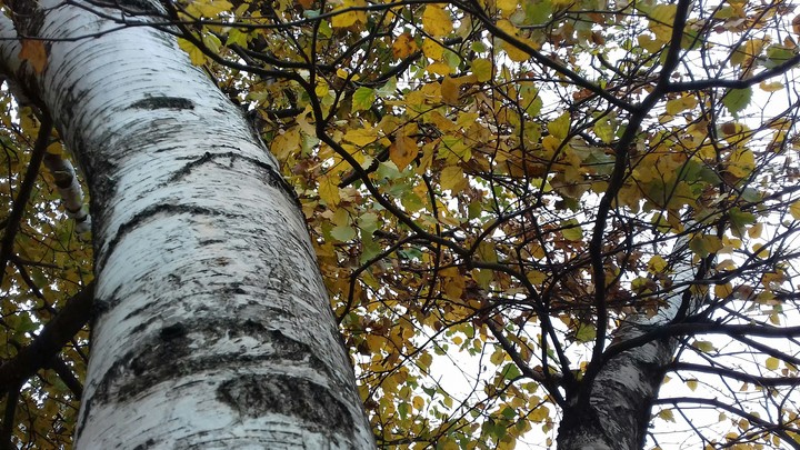 autumn