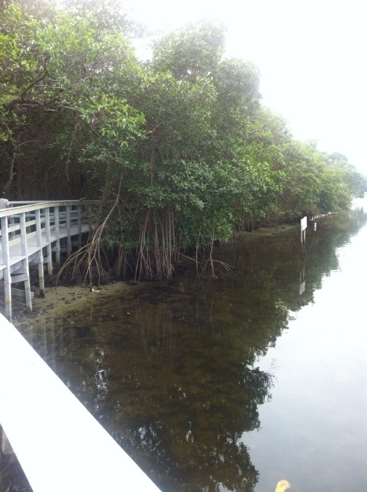 swamp roots