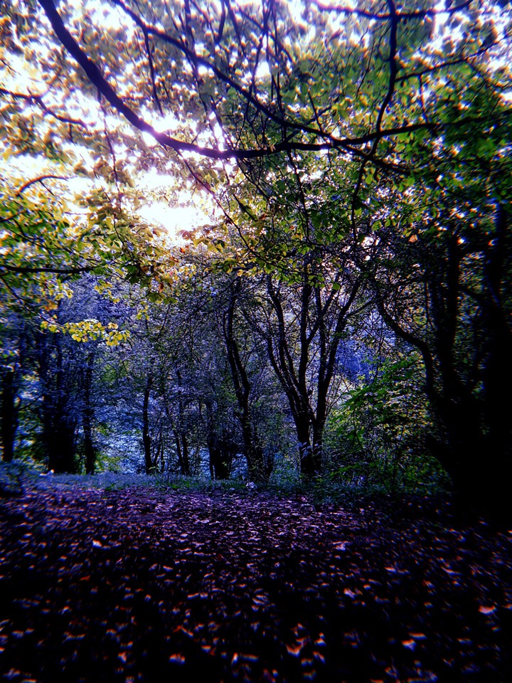 forest