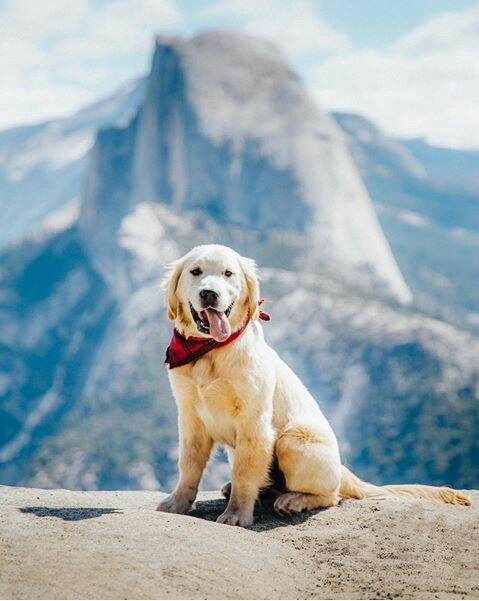 Dog..