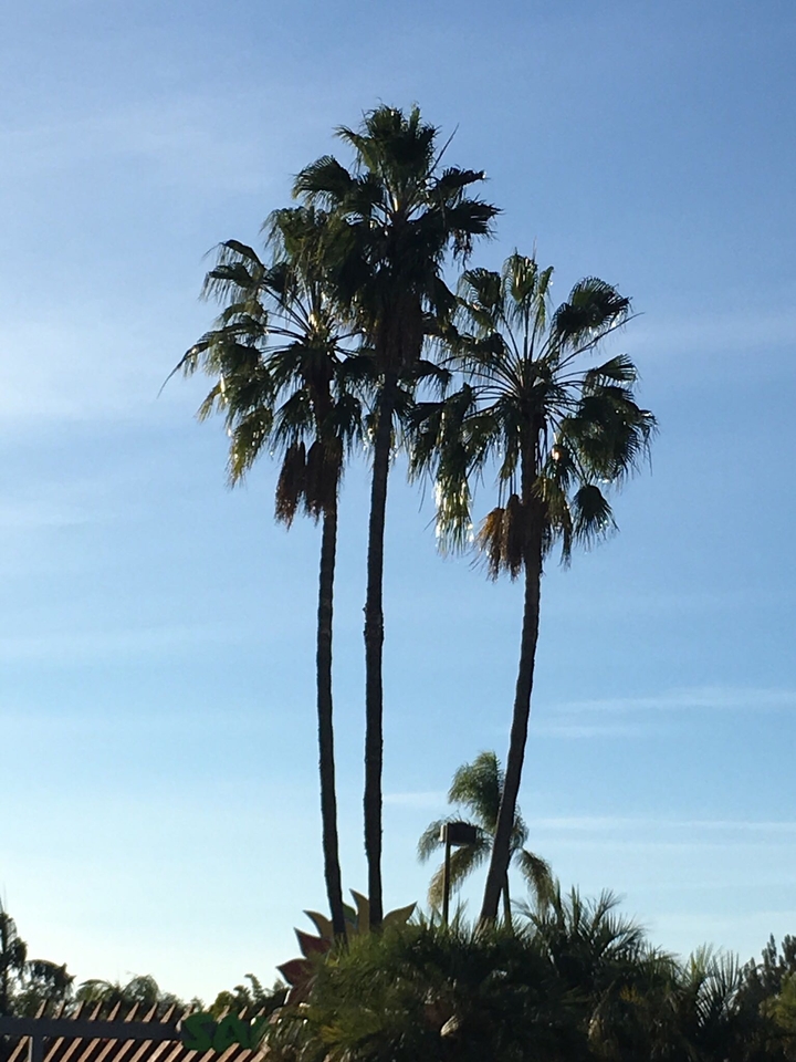 The Three Palms