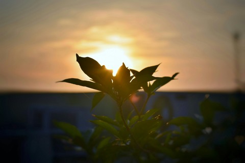 sunrise 3