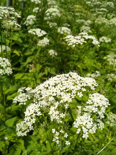 plant, 植物壁纸