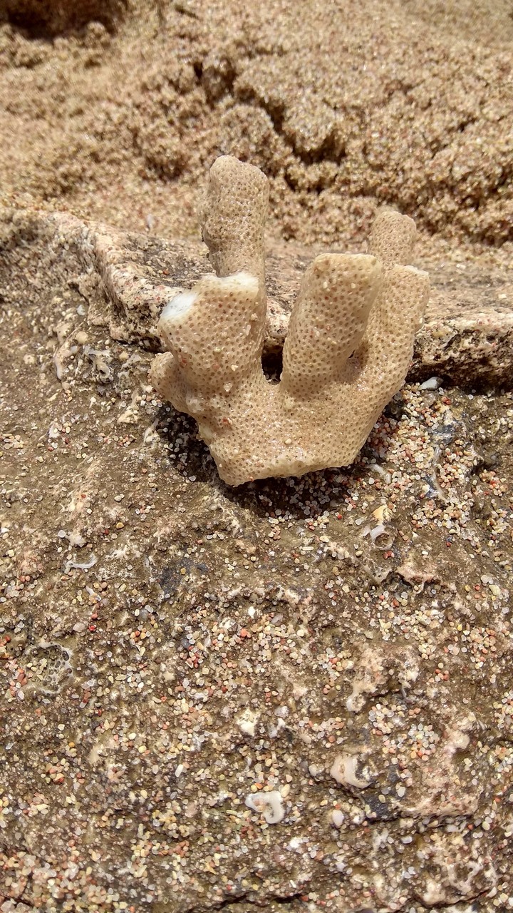 корал