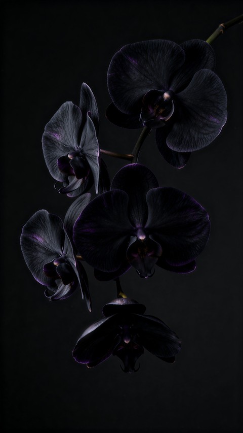 Beauty Blooms in The Darkness