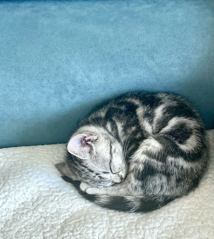 cat