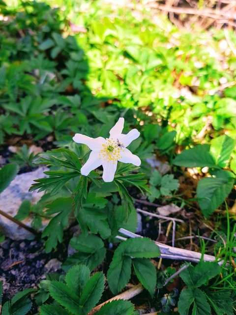 רקעים petal, groundcover