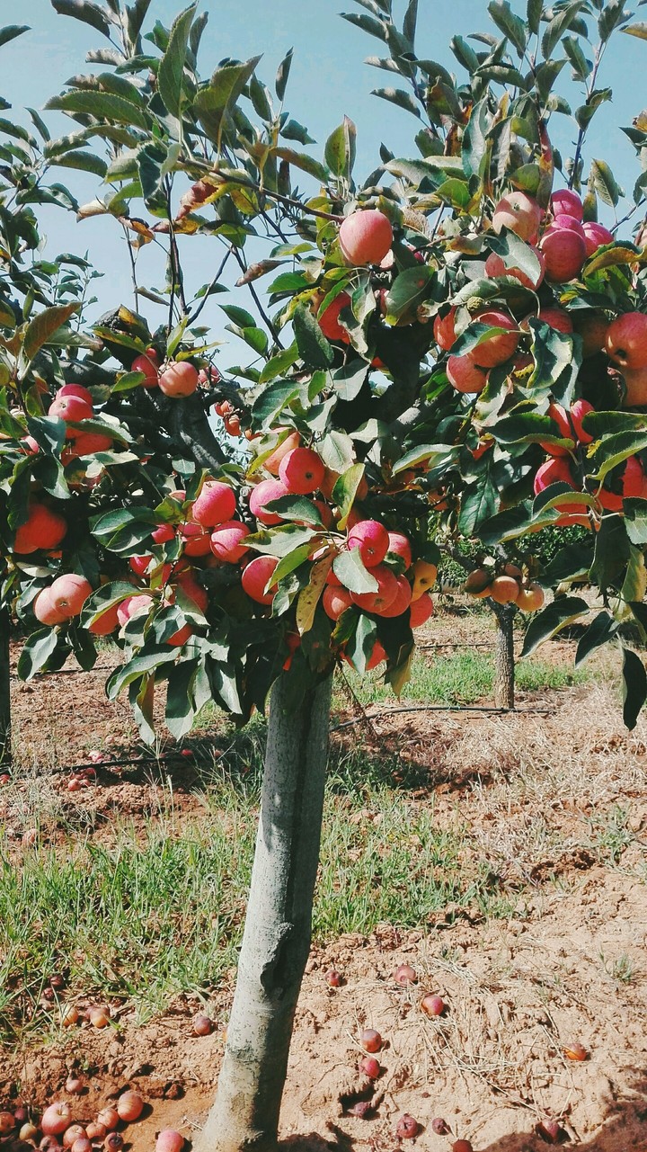 Apples