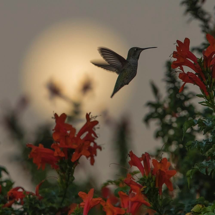 HuMmINg BiRd 