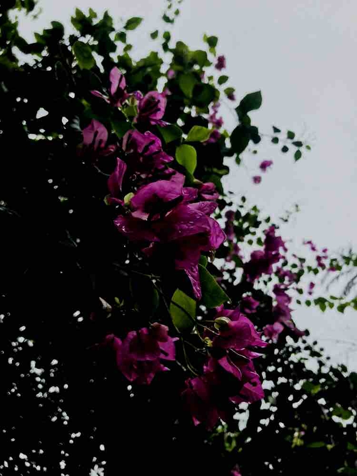 cloudy and flower