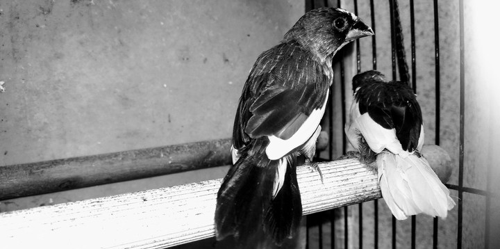 Finch bird