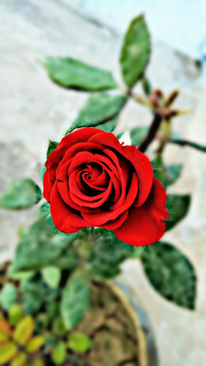 Red Rose 