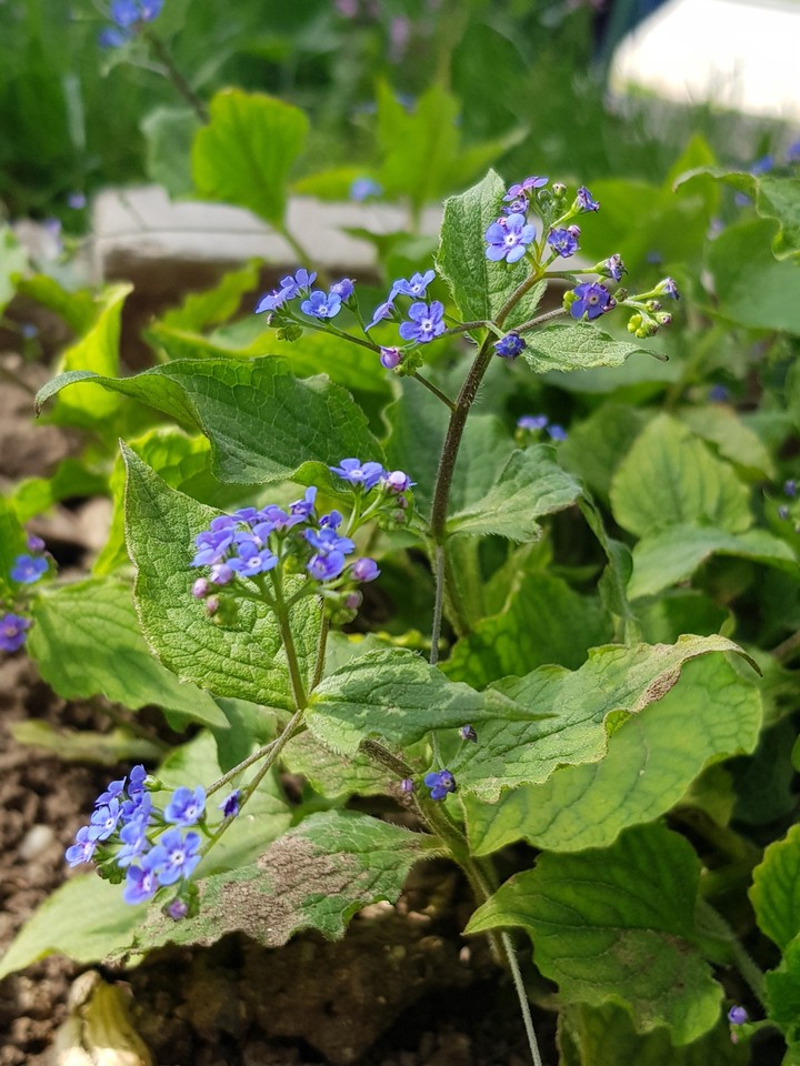 flower