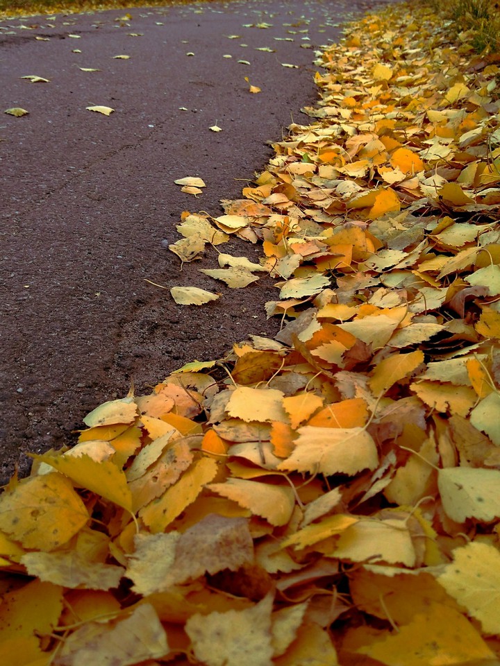 autumn betula