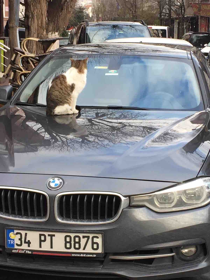 Cats of İstanbul