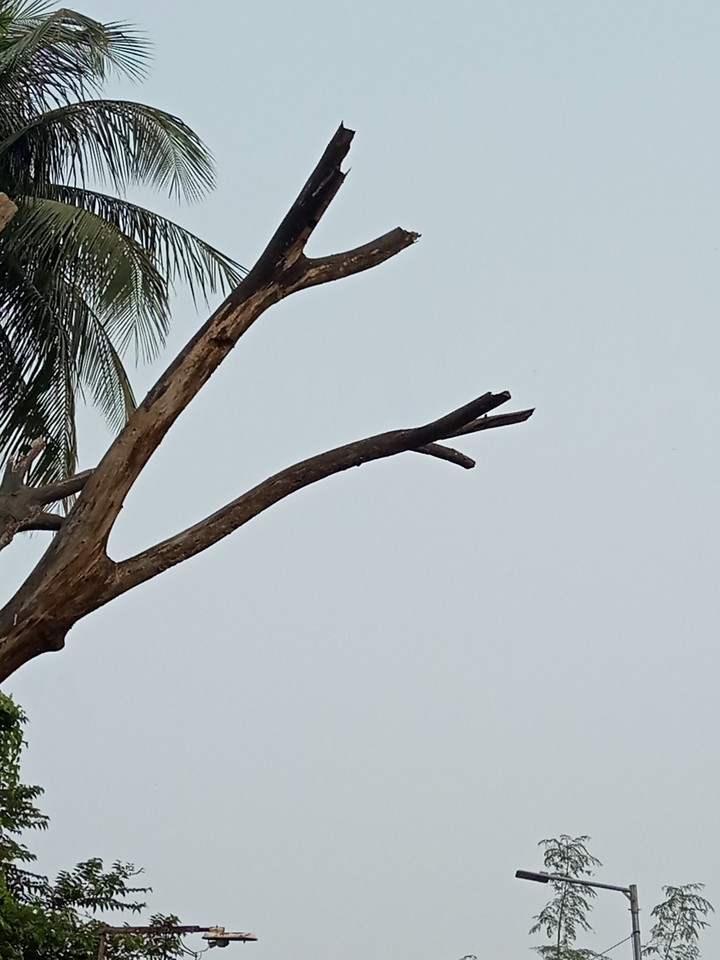 trunk