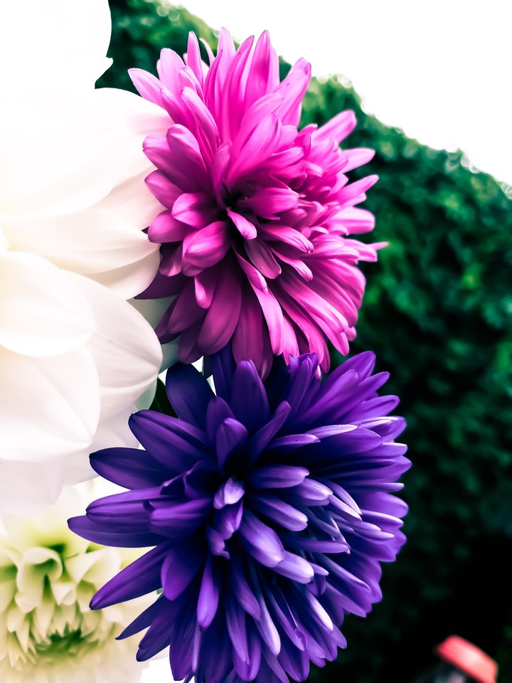 flower
