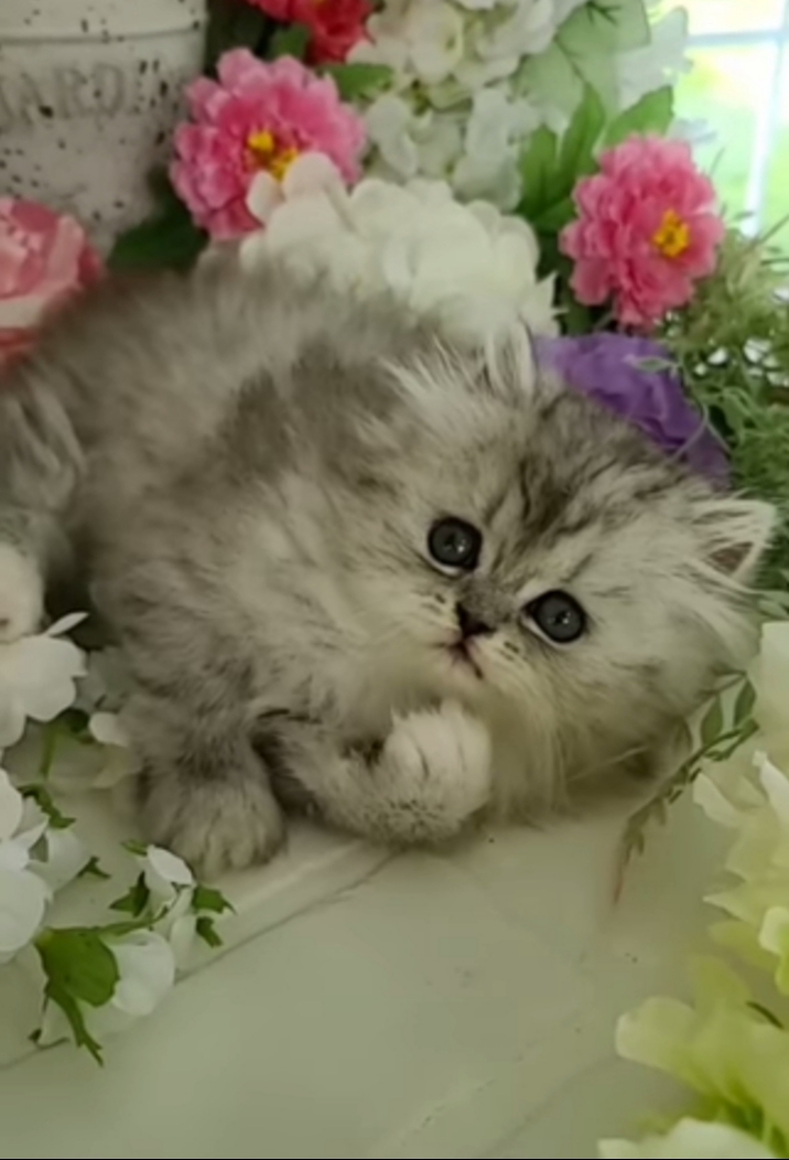 cute cat