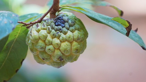 Annona Fruit