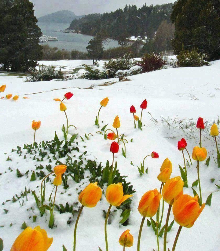 snow and flower